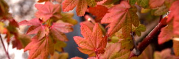 Acer circinatum Burgundy Jewel