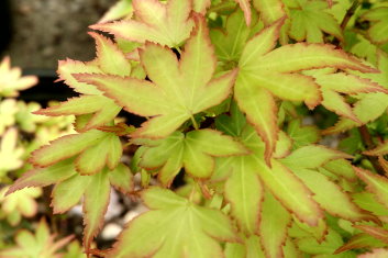 Acer palmatum Koto maru