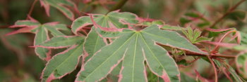 Acer palmatum Shojo no mai