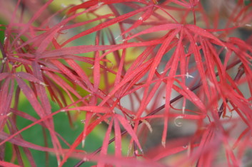 Acer palmatum Atrolineare (Red Scolopendrifolium )