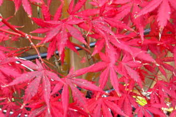 Acer palmatum Glowing Embers