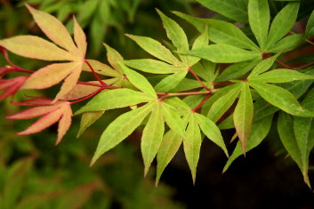 Acer palmatum Ide no sato