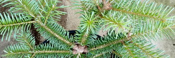 z Conifer Abies lasiocarpa Hurricane Blue