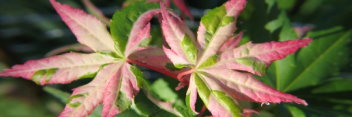 Acer palmatum Oridono nishiki