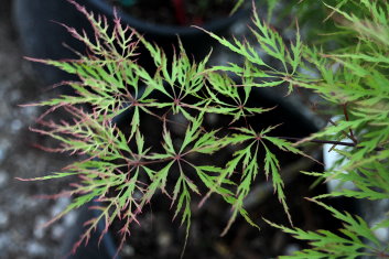 Acer palmatum Watnong