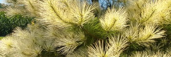 z Conifer Pinus densiflora Burkes Red variegated