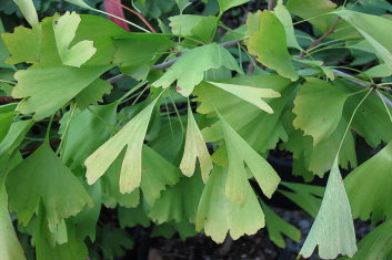 Ginkgo biloba Saratoga