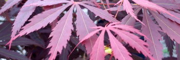 Acer palmatum Crimson Carole