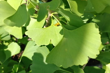 Ginkgo biloba Fairmont