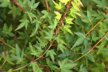 Acer palmatum Hanami nishiki