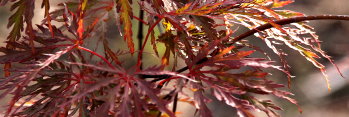 Acer palmatum Beni tsukasa shidare