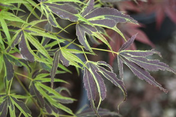 Acer palmatum Manyo no sato