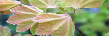 Acer circinatum Sunglow