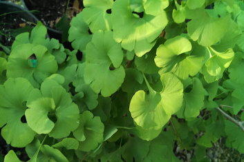 Ginkgo biloba Bernheim Broom