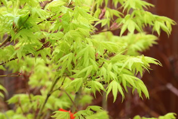 Acer palmatum Alpine Silver Threads