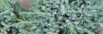 z Conifer Juniperus squamata Blue Carpet