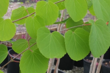 Cercidiphyllum japonicum Dawes Ascension