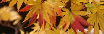 Acer shirasawanum 6910 / Holland