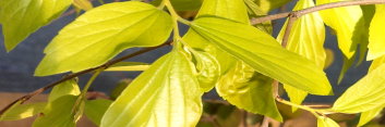 z Celtis Green Cascade (Japanese Hackberry)