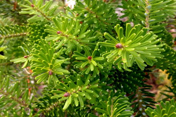 Abies koreana Aurea