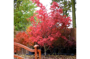 Acer palmatum Scott's Orange Flame