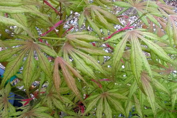 Acer palmatum B17