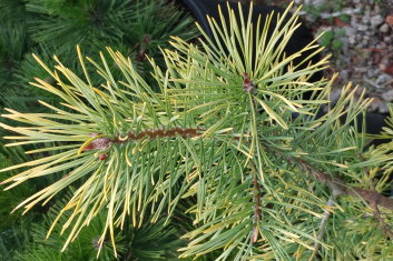 Pinus sylvestris Gold Coin