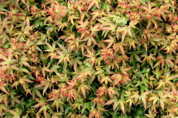 Acer palmatum Murasaki kiyohime