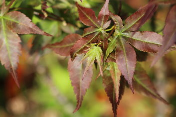 Acer palmatum Kurui jishi