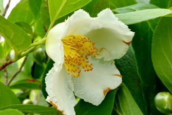 Stewartia pseudocamellia