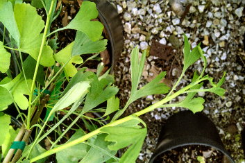 Ginkgo biloba Broom With tubes