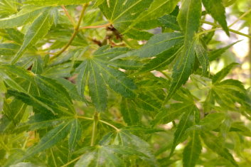 Acer palmatum Ibo juhi