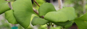 z Ginkgo biloba Pragensis