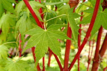 Acer palmatum Beni kawa