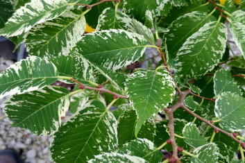 Zelkova serrata Goshiki