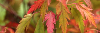 Acer palmatum Hanezu Hagoromo