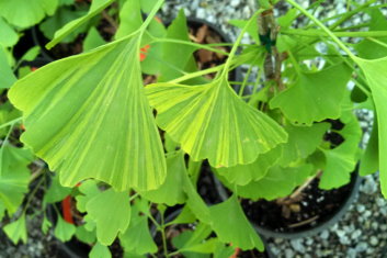 Ginkgo biloba Majestic Butterfly