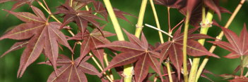 Acer palmatum Tsukushi gata
