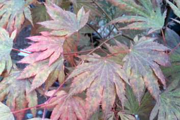 Acer palmatum Red Blush