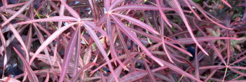 Acer palmatum Red Pygmy