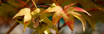 Acer palmatum Hogyoku