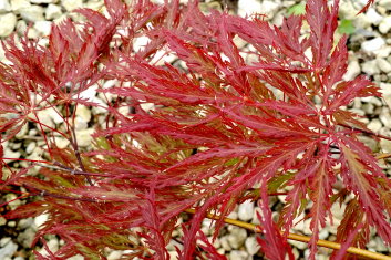 Acer palmatum Shojo shidare