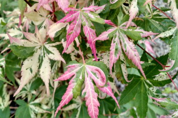 Acer palmatum Kotobuki