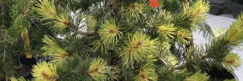 z Conifer Pinus contorta Taylor's Sunburst