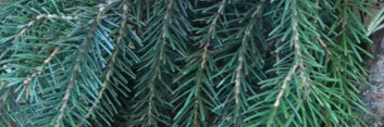 z Conifer Picea omorika Pendula Bruns