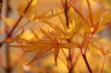 Acer palmatum Hippy Fin Mo