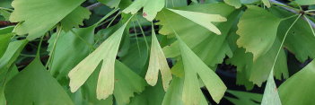 z Ginkgo biloba Saratoga