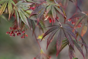 Acer palmatum Chitose yama