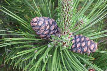 Pinus heldreichii (leucodermis) Schmidtii