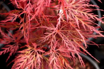 Acer palmatum Pink Filigree
